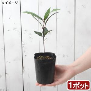 （観葉植物）ゲッケイジュ（月桂樹）　３号（１ポット）　家庭菜園｜chanet