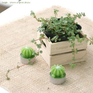 おしゃれ 観葉植物 選べる フィカス ：ねじり ベンジャミン*4号