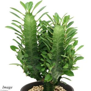 チャーム（ペット） （多肉植物）ユーフォルビア 彩雲閣