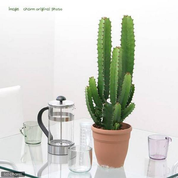 （多肉植物）ユーフォルビア　大雲閣（ダイウンカク）　５〜６号（１鉢）