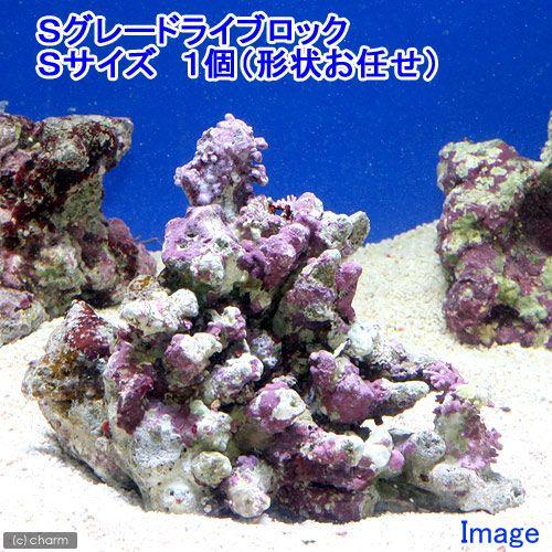 （海水魚）Ｓグレードライブロック　Ｓサイズ（１個）（形状お任せ）　北海道・九州航空便要保温