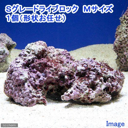 （海水魚）Ｓグレードライブロック　Ｍサイズ（１個）（形状お任せ）　北海道・九州航空便要保温