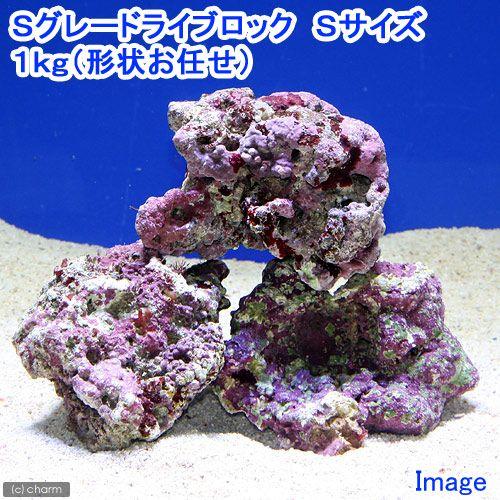 （海水魚）Ｓグレードライブロック　Ｓサイズ（１ｋｇ）（形状お任せ）　北海道・九州航空便要保温