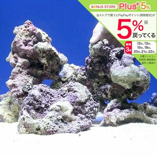 （海水魚）Ｓグレードライブロック　Ｍ−Ｌサイズミックス（５ｋｇ）（形状お任せ）　北海道・九州航空便要...