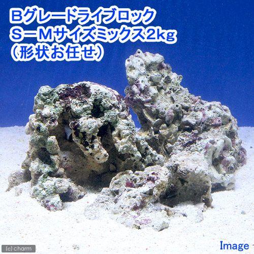 （海水魚）Ｂグレードライブロック　Ｓ−Ｍサイズミックス（２ｋｇ）（形状お任せ）　北海道・九州航空便要...