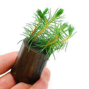 （水草）ミリオフィラム　プロピンキウム（マツバミリオ）（水上葉）ログポット付（無農薬）（１個）