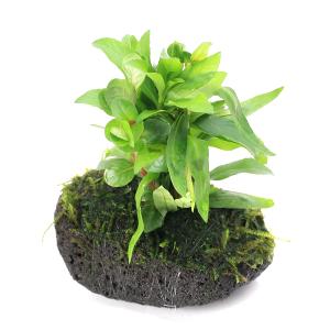 ウィローモス活着流木 Amazon.co.jp: 南米ウィローモス活着くり抜き流木 11cm : ペット用品