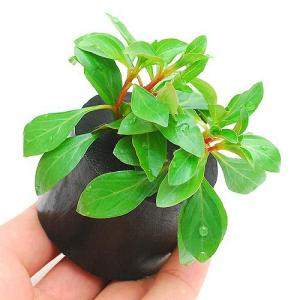 水草）ルドウィジア インクリナータ トルネード（水上葉）（無農薬