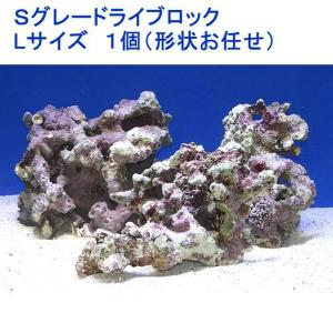 チャーム（charm） （海水魚）Sグレードライブロック SSサイズ
