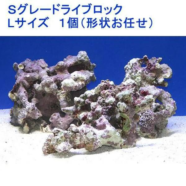 （海水魚）Ｓグレードライブロック　Ｌサイズ（１個）（形状お任せ）　北海道・九州航空便要保温
