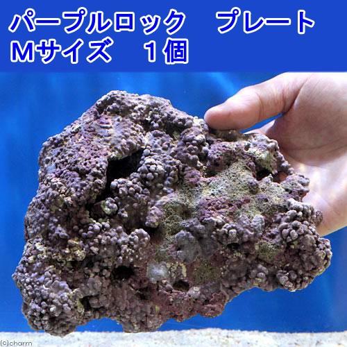 （海水魚）ライブロック　ＥＸＳグレード　パープルロック　プレートタイプ　Ｍサイズ（１個）（形状お任せ...