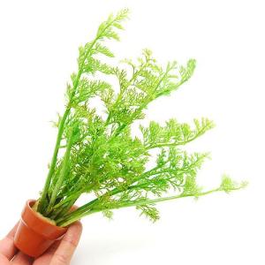 水草）ブセファランドラsp．シルバーイーグルレッド（水上葉）（1株