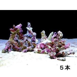 （海水魚）ライブロック　セミブランチタイプ　Ｓサイズ（５個）（形状お任せ）