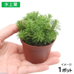 チャーム（charm） （水草）ホシクサsp．クチ（水中葉）（無農薬
