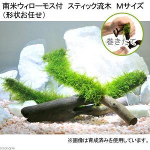 チャーム（charm） （水草）アヌビアスナナ ボンサイ（インボイス）枝