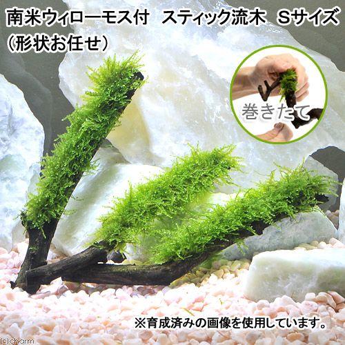 （水草）巻きたて　南米ウィローモス　スティック流木　Ｓサイズ（約１５ｃｍ）（形状お任せ（水中葉）（無...