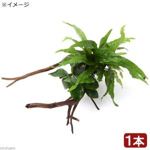 水草 ブセファランドラ SP. クダガン 1株 流木付き 約5cm〜15cm 簡単
