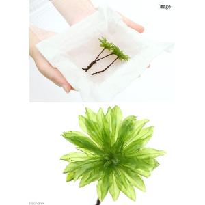 (観葉植物)テラリウム 苔 オオカサゴケ(無農...の詳細画像1