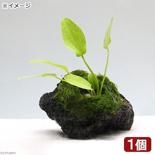 （水草）おまかせエキノ１種＆ウィローモス　穴あき溶岩石付（無農薬）（１個）