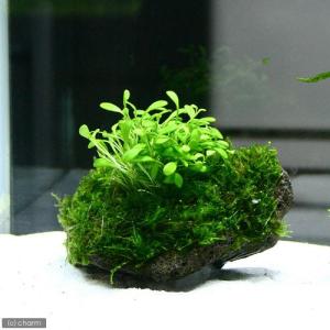 Tropica Pac クリスマスモス（1パック） : MASUKOSUIKEI - 通販