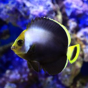 チャーム（charm） （海水魚）エビ スカンクシュリンプ Sサイズ（1匹