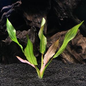 水草）エキノドルス ホレマニーグリーン ウルグアイ産（ヨーロッパ便