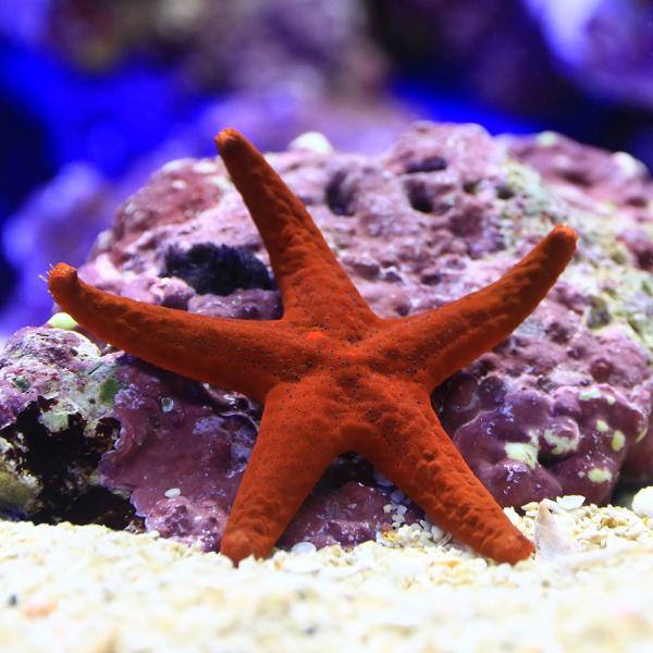 （海水魚）ヒトデ　アカヒメジュズベリヒトデ（１匹）　北海道・九州航空便要保温