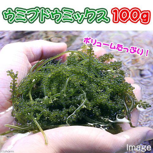 （海水魚）海藻　生餌　ウミブドウミックス　グラム売り　１００ｇ　北海道・九州航空便要保温