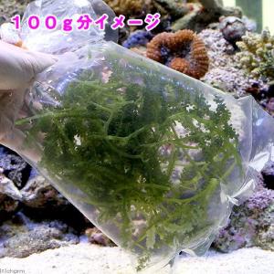 (海水魚)海藻 生餌 ウミブドウミックス グラ...の詳細画像2