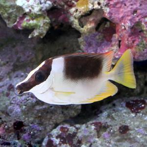 （海水魚）アンダマンフォックスフェイス（１匹）　　沖縄別途送料