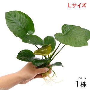 ブセファランドラ Bucephalandra sp. Dark Velvet : Fairy Selection