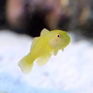 （海水魚）アカネダルマハゼ（１匹）