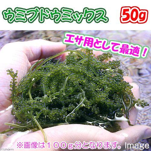 （海水魚）海藻　生餌　ウミブドウミックス　グラム売り　５０ｇ　北海道・九州航空便要保温