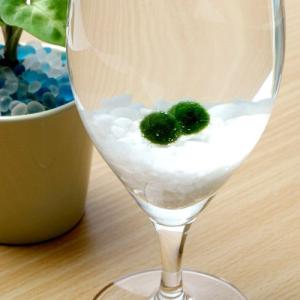 水草 国産マリモ 1個入り 無農薬 まりも お手軽 インテリア 育成簡単