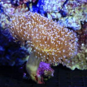 （サンゴ）沖縄産　ウミキノコ　ロングポリプ　Ｍサイズ（１個）　北海道航空便要保温