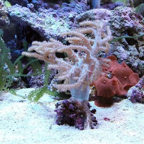 （サンゴ）沖縄産　ヤワタコアシカタトサカ　Ｍサイズ（１個）　ｙ−99