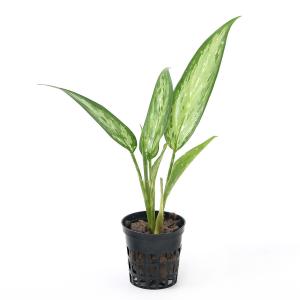 (テラリウム)アグラオネマ シルバークイーン(...の詳細画像1