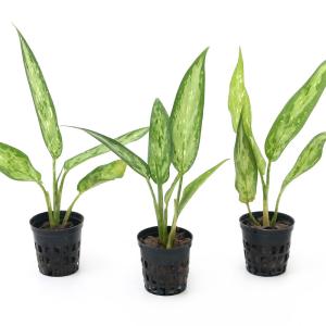 (テラリウム)アグラオネマ シルバークイーン(...の詳細画像2