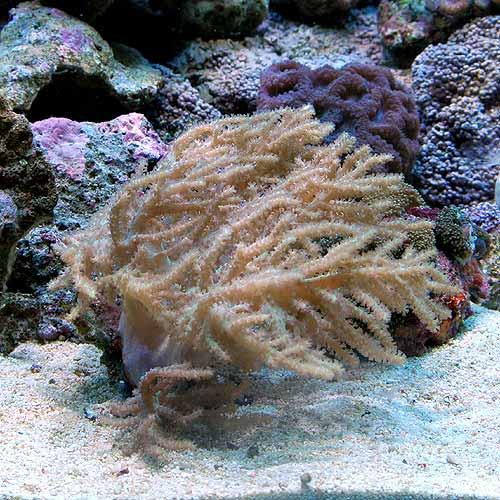 （サンゴ）沖縄産　ヤワタコアシカタトサカ　Ｌサイズ（１個）