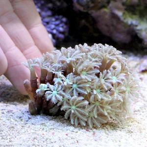 (サンゴ)沖縄産 ツツウミヅタ ナローポリプグ...の詳細画像2