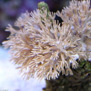 (サンゴ)沖縄産 ウミアザミ ホワイト Sサイ...の詳細画像1