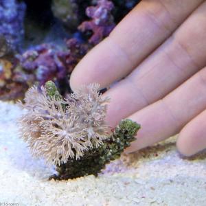(サンゴ)沖縄産 ウミアザミ ホワイト Sサイ...の詳細画像2