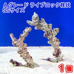 チャーム（charm） （海水魚）ライブロック セミブランチタイプ M