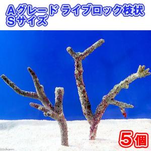 チャーム（charm） （海水魚）ライブロック EXSグレード レッド