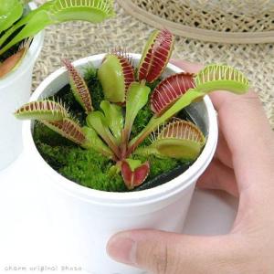 (食虫植物)ハエトリソウ 2〜3号(1ポット)の詳細画像1