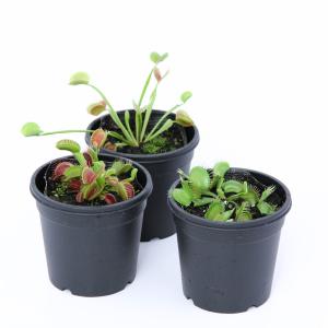 (食虫植物)ハエトリソウ 2〜3号(1ポット)の詳細画像2