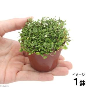 （水草）グロッソスティグマ（水上葉）鉢植え（無農薬）（１鉢）