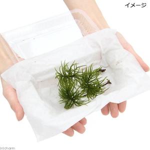 (観葉植物)テラリウム 苔 コウヤノマンネング...の詳細画像1