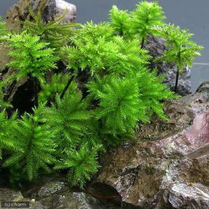 (観葉植物)テラリウム 苔 コウヤノマンネング...の詳細画像2