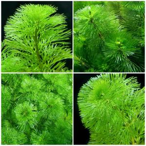 (水草)メダカ・金魚藻 カボンバ(バラ10本)の詳細画像1